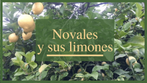 Los limones de Novales